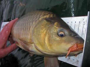 1.900 kilo aan nieuwe buit voor sportvissers