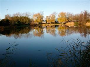 Blauwalg in Dinxperlose zwembad Blauwe Meer