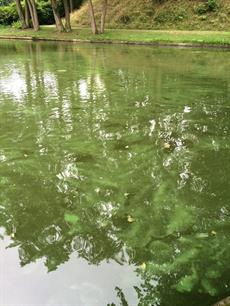 Eerste blauwalg in gracht Groenlo