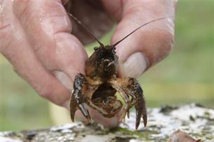 Invasie van exotische kreeften in Duiven