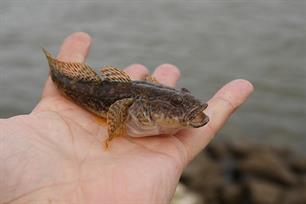 Invasie van exotische vissen in IJssel