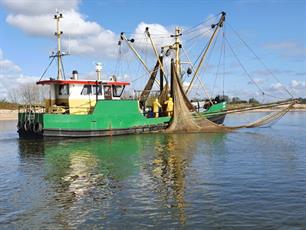 Jonge zalm en paaiende rivierprik in de Waal (video)