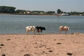 Koeien langs de Waal