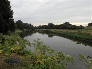 Massale vissterfte dreigt door laagwater in vijver Rheden