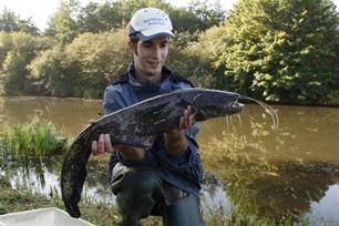 Meerval onderzoek in de Oude IJssel