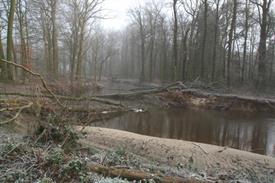 Omgevallen bomen Groenlose Slinge