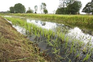 Overlast waterplanten onderzocht Rijn en IJsselgebied