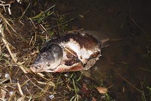 Slaapziektevirus doodde vissen Geldermalsen