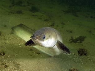 Sportvissers furieus om bizarre beschuldiging aalsterfte