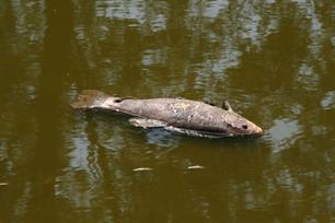 Vissen dood door vervuiling beek Etten